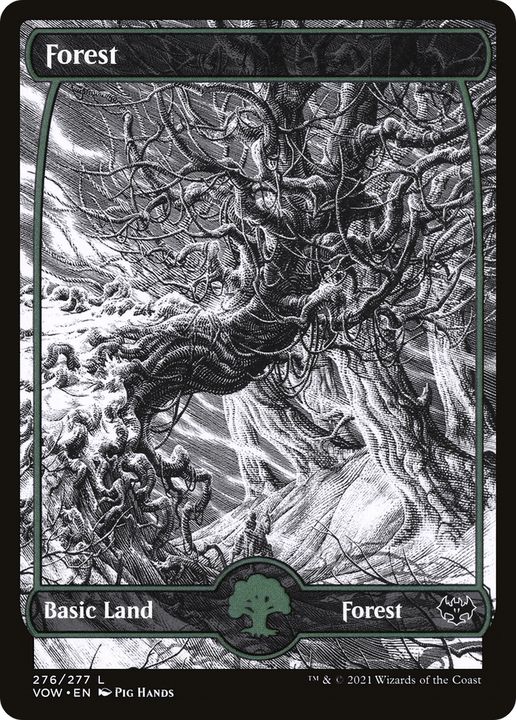 Forest in the group Magic the Gathering / Types / Land / Forest at Proxyprinters.com (83707)