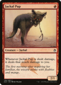 Jackal Pup Jackal Pup