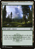 Forest Forest